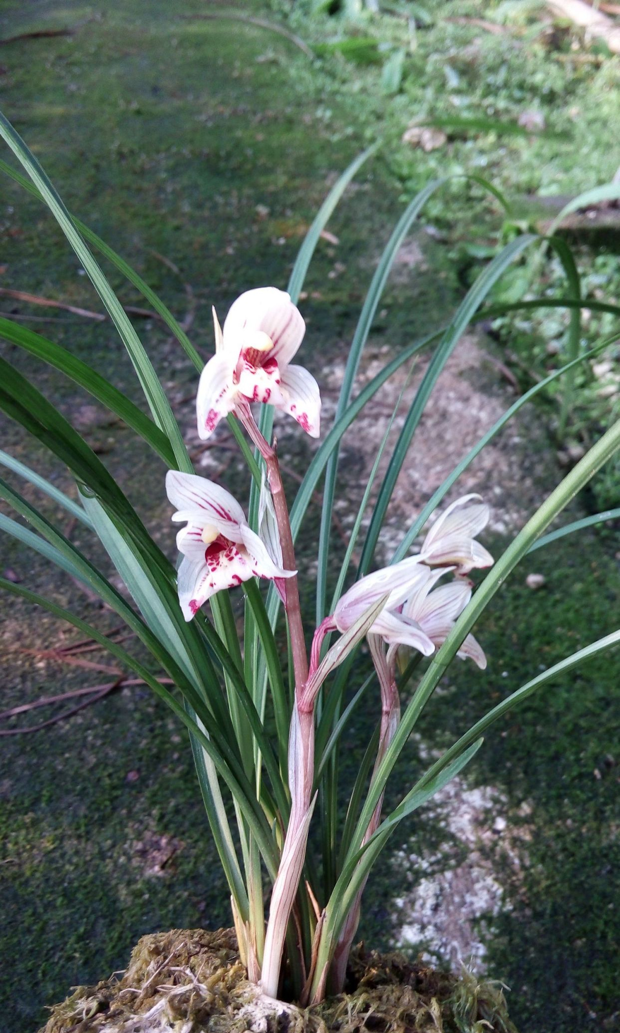 莲瓣兰剑阳蝶,花开如蝶,叶姿高雅,花香迷人,极具收藏价值