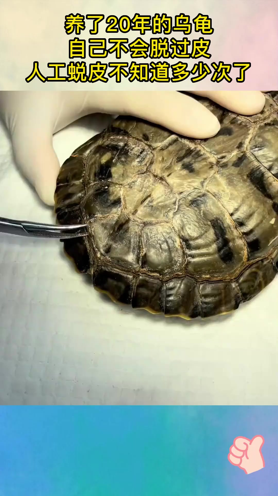 养了20年的乌龟,自己不会脱过皮,人工蜕皮不知道多少次了