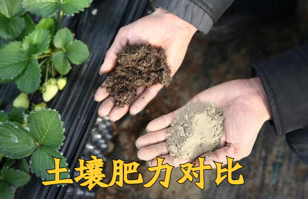 "土壤肥力"到底是什么?提高肥力提高的什么?科学数据来解释