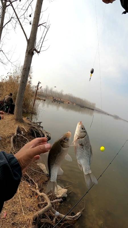 开竿就是双尾大板鲫,挑逗法冬钓鲫鱼我敢说,任何钓法都无法媲美-度小