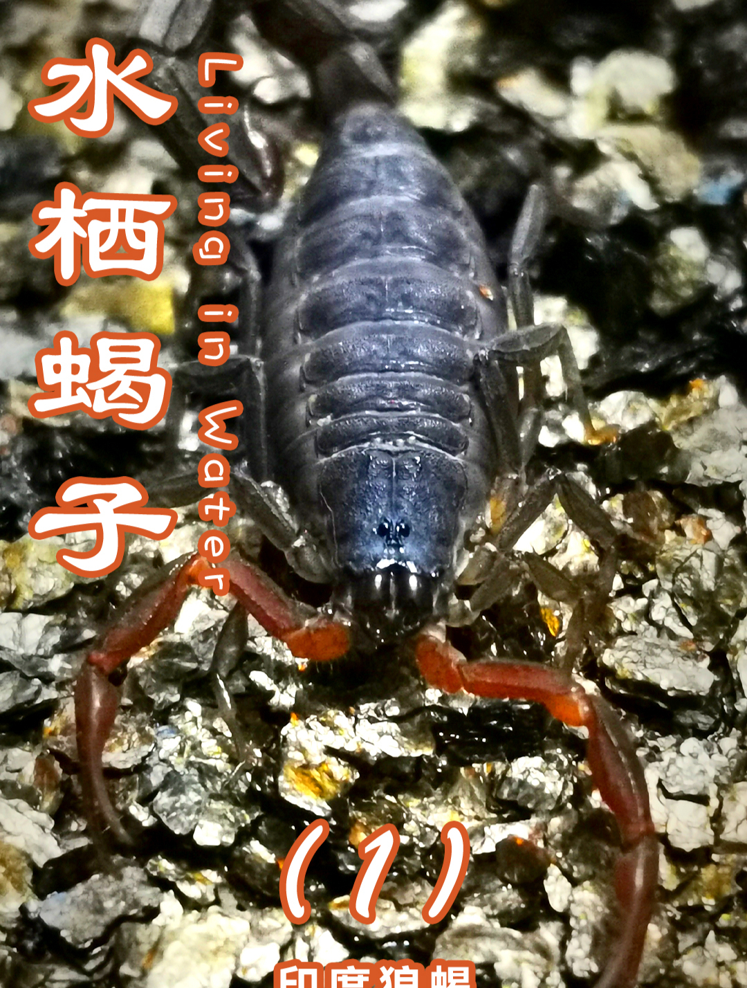 满是咖喱味的蝎子?印度狼蝎介绍第一集-度小视