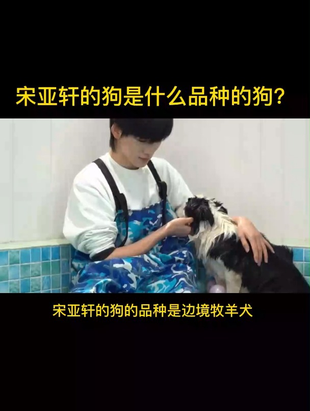 宋亚轩的狗是什么品种的狗