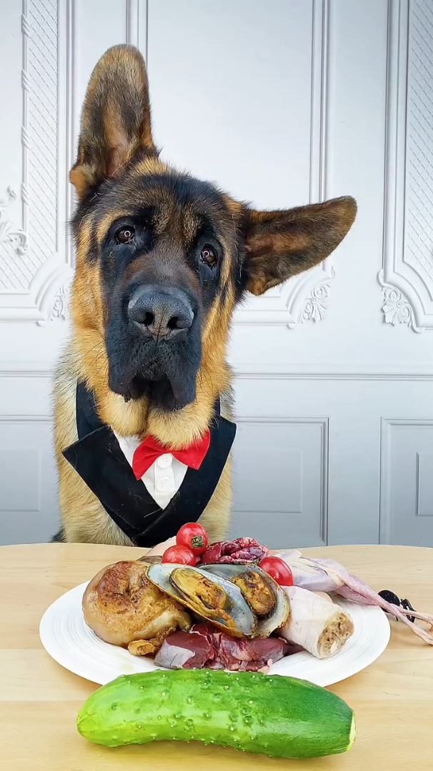 给狗狗做营养大餐既营养又解馋狗狗闻到香味激动的站了起来