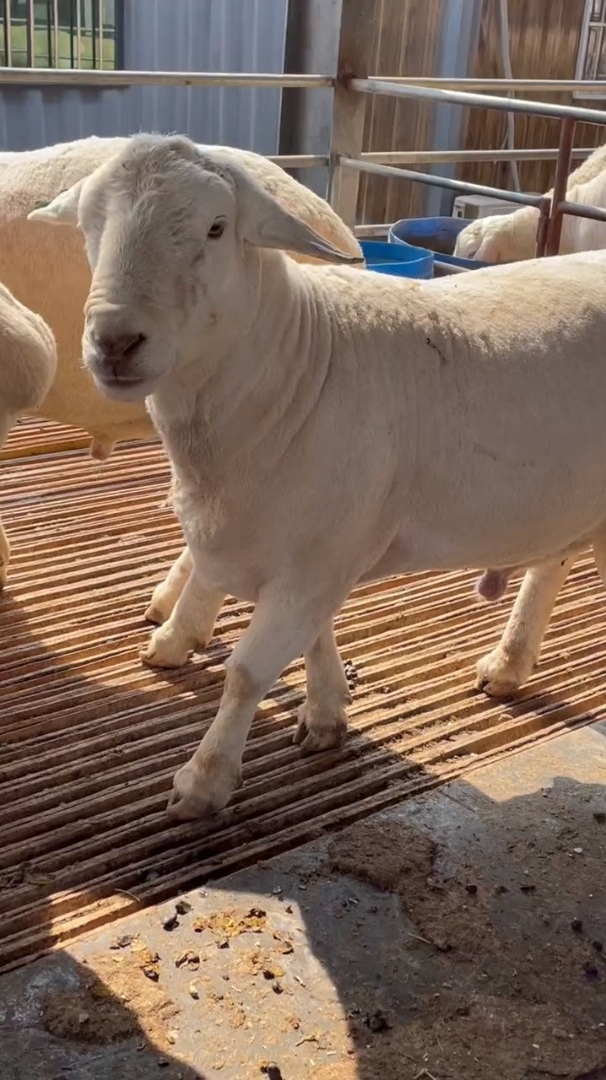 澳洲白绵羊特征图片