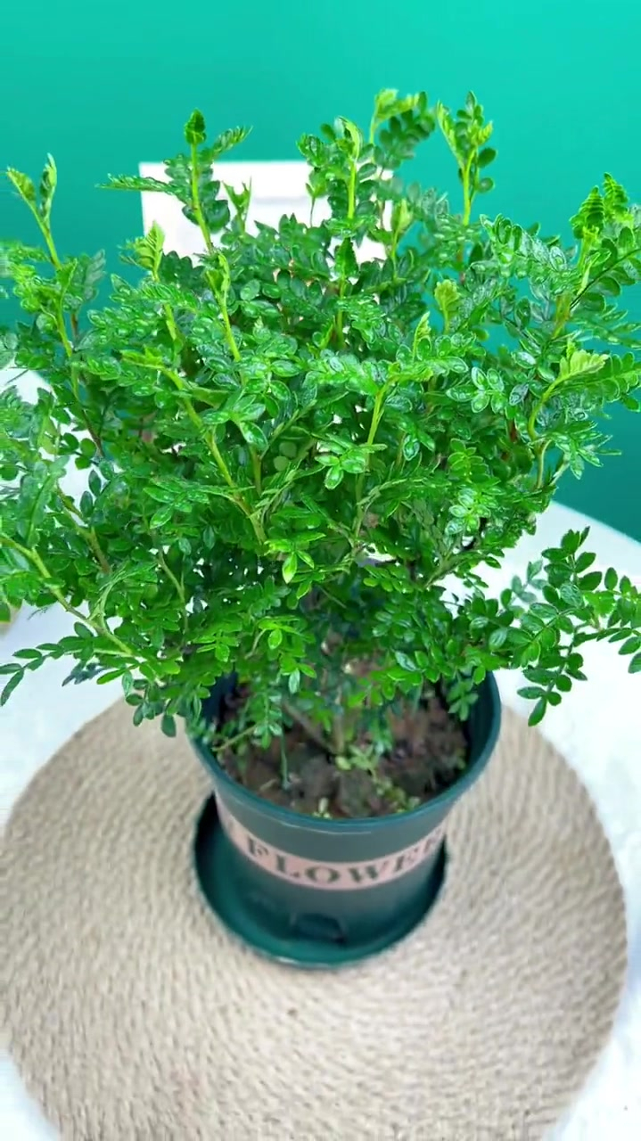 养花小知识 夏天来啦,快准备两盆清香胡椒木放在家里吧