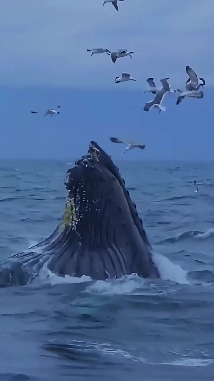 座头鲸鲸吞震撼瞬间眼前这一幕简直就像是一场视觉盛宴