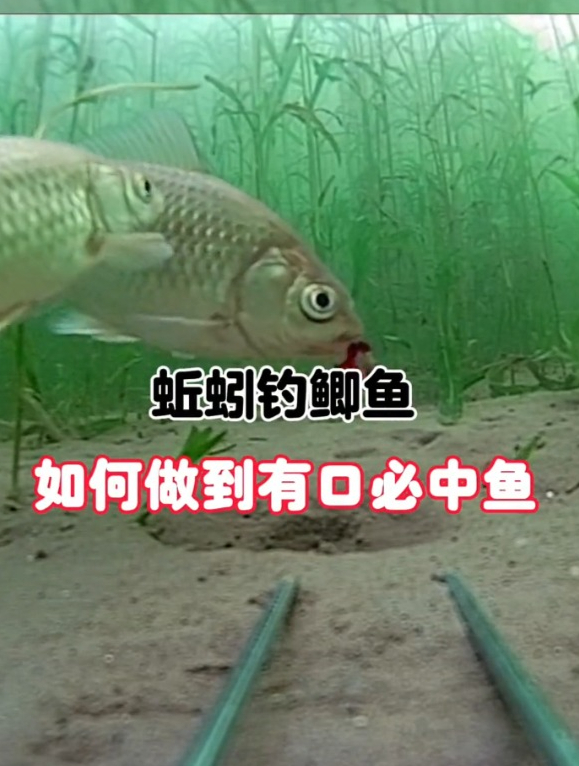 用蚯蚓钓鱼如何能调出有口就中鱼?老钓友都在用这个调漂技巧!