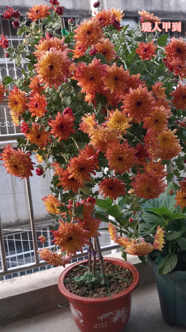 菊花树——树形菊花