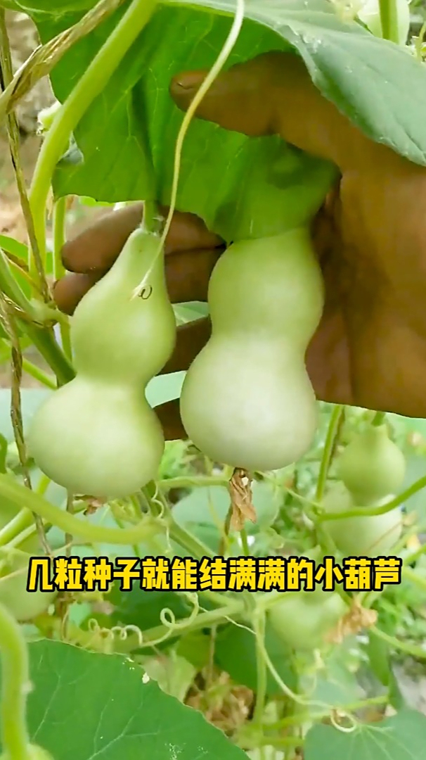 手捻小葫芦种植简单小巧好玩