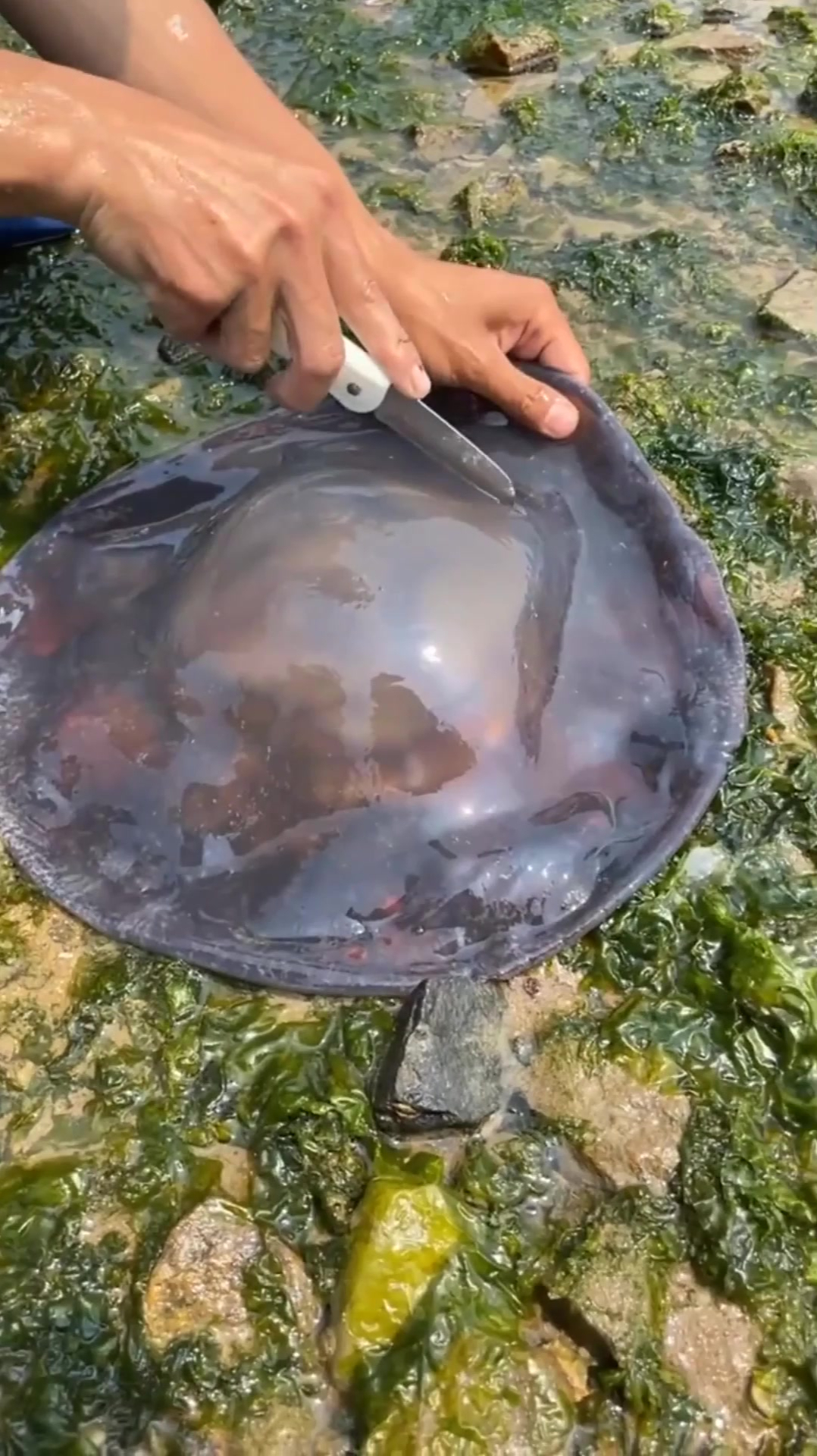 赶海捡到一只大水母,内陆人看呆了,这要怎么吃?