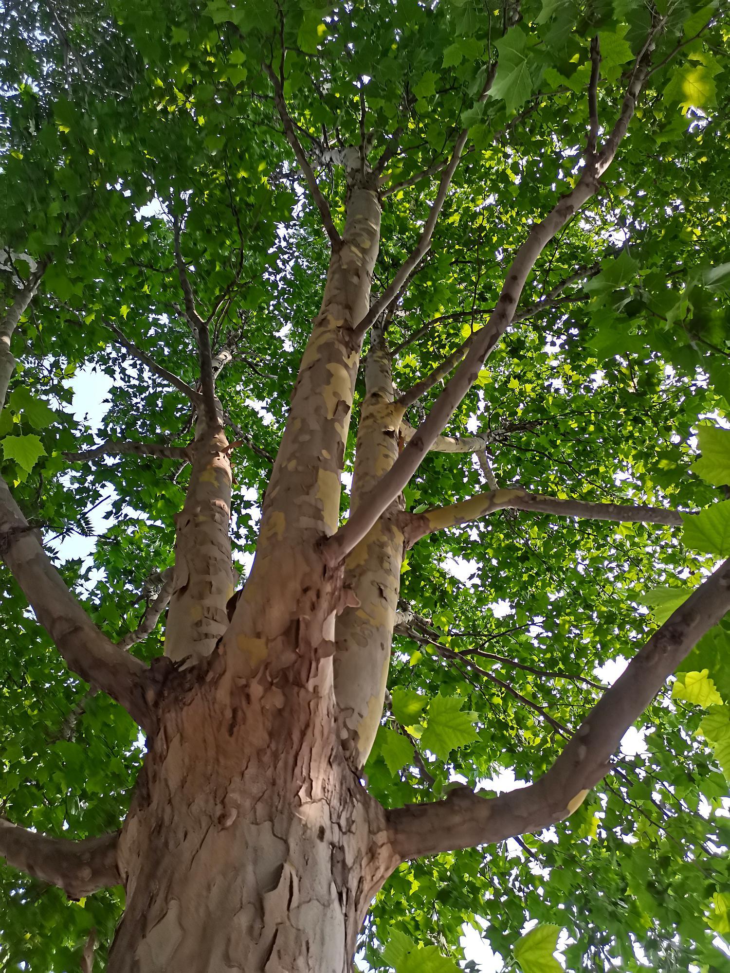 人生处处皆学问,被误认的二球悬铃木