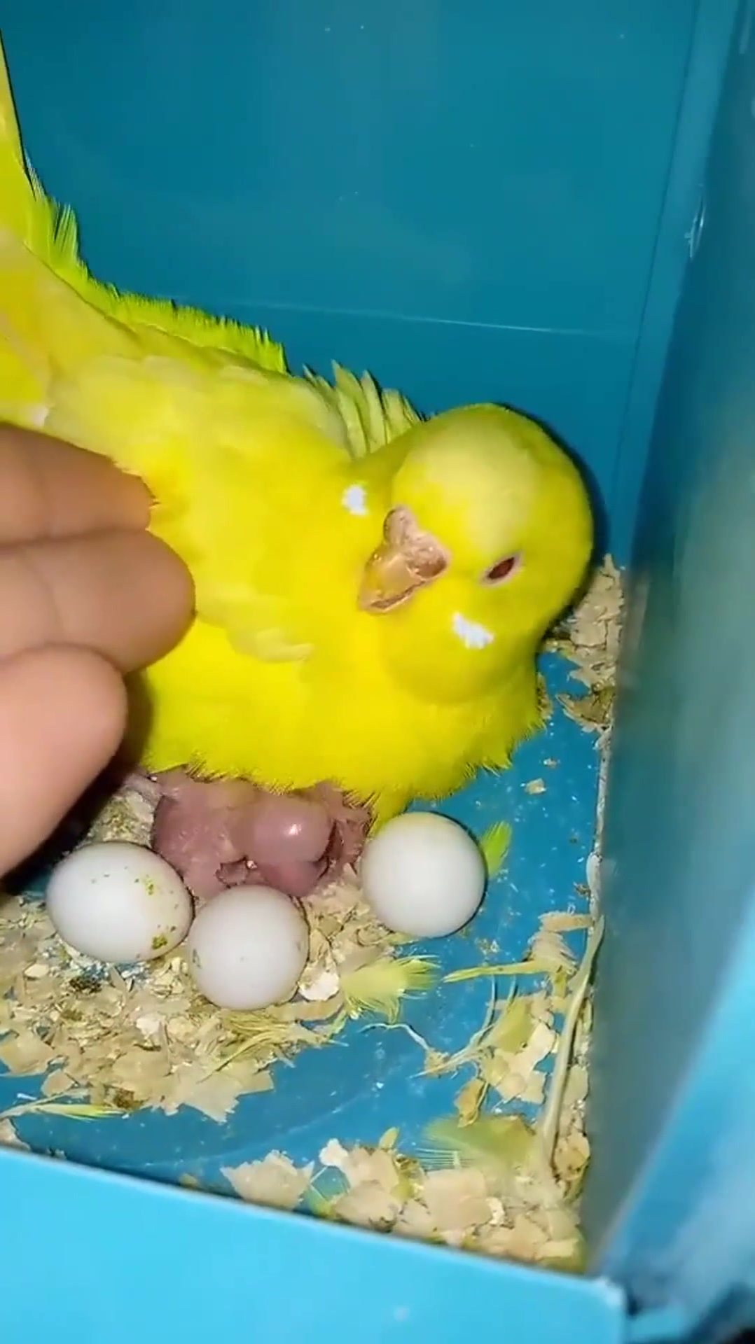 家里的虎皮鹦鹉孵蛋了,主人本想看看,不料被接下来的画面吓住了