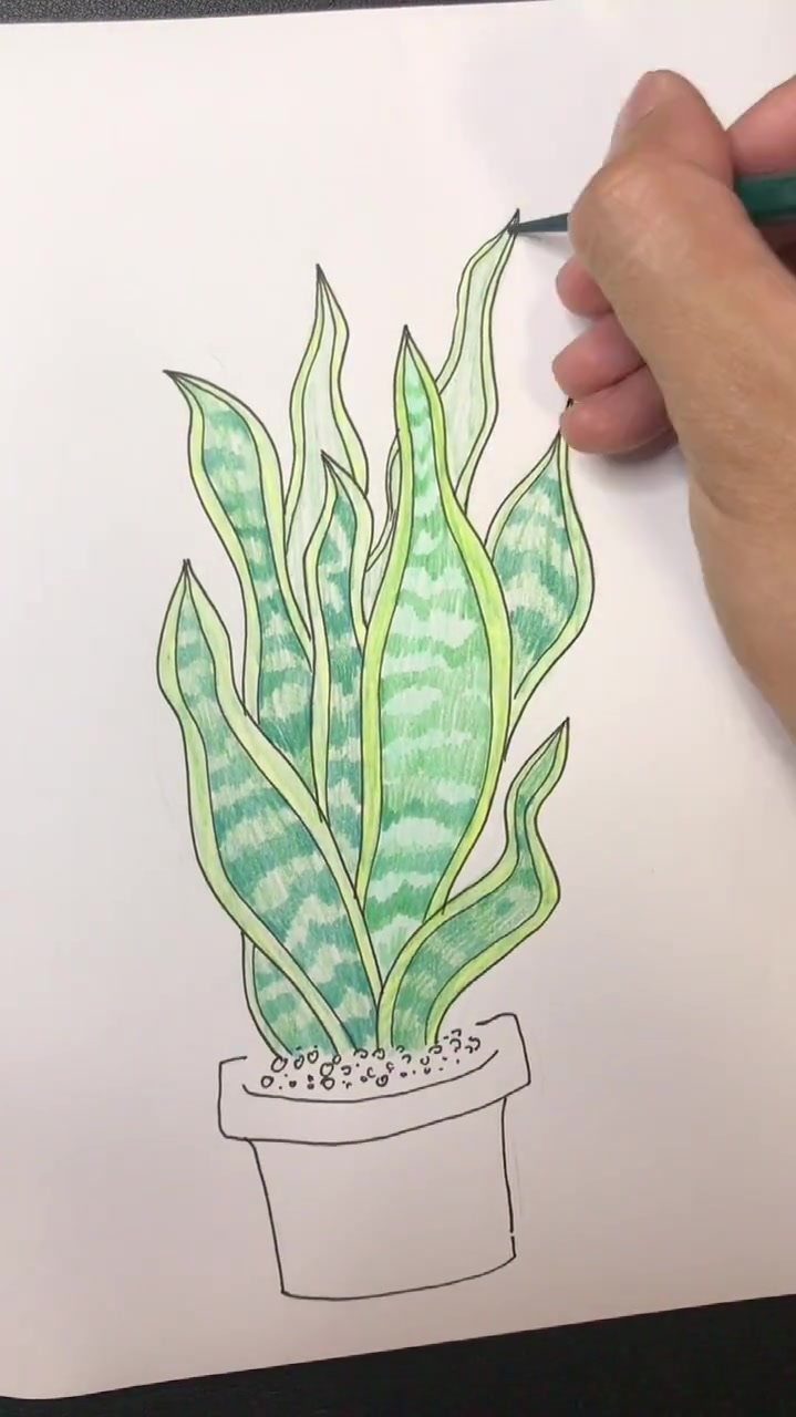 虎皮兰坚韧而宽厚,彩铅画