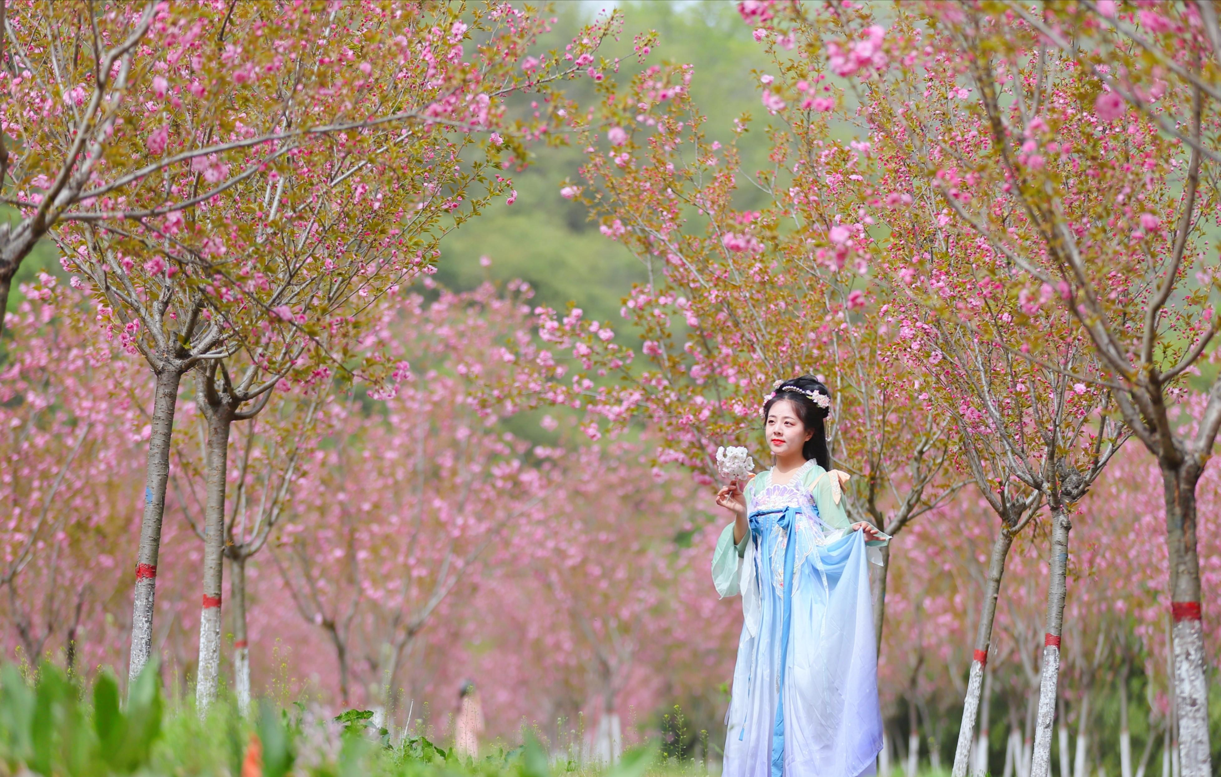 美美美,这片樱花林花开正盛!大多数人还不知道!