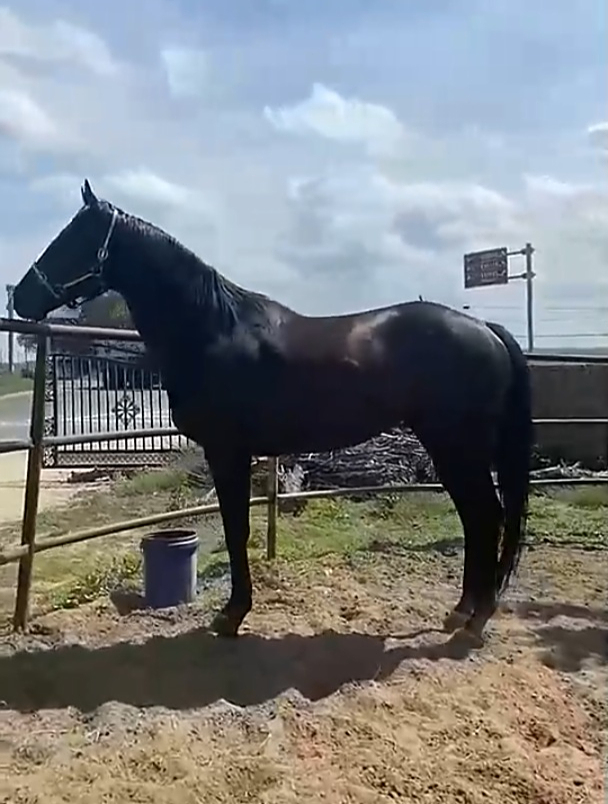 纯血马 速度赛马 顶级纯血种公马"将军"-度小视