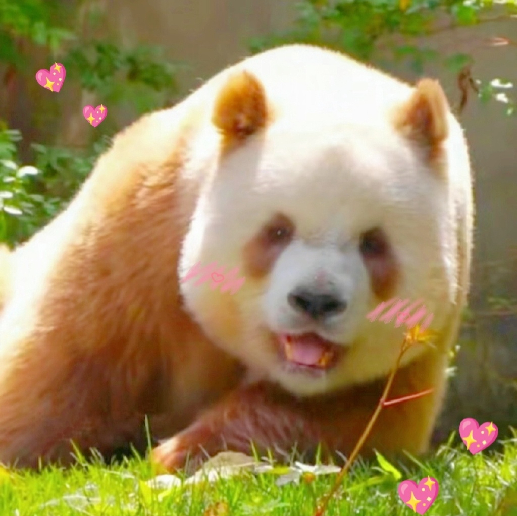 恭喜!鸿星尔克官宣:终身守护棕色大熊猫"七仔"