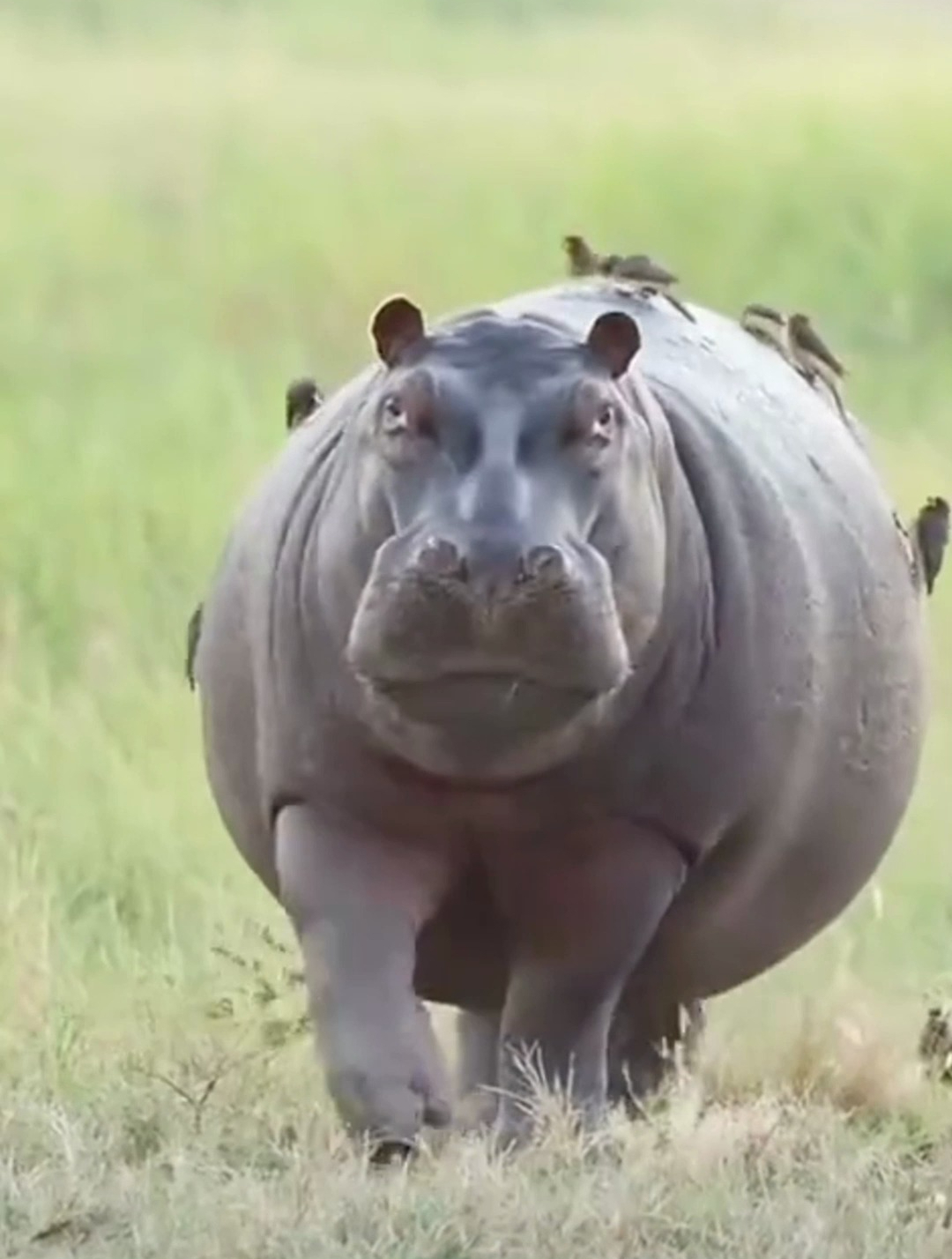 河马身上爬满牛椋鸟,是在帮它吗?-度小视