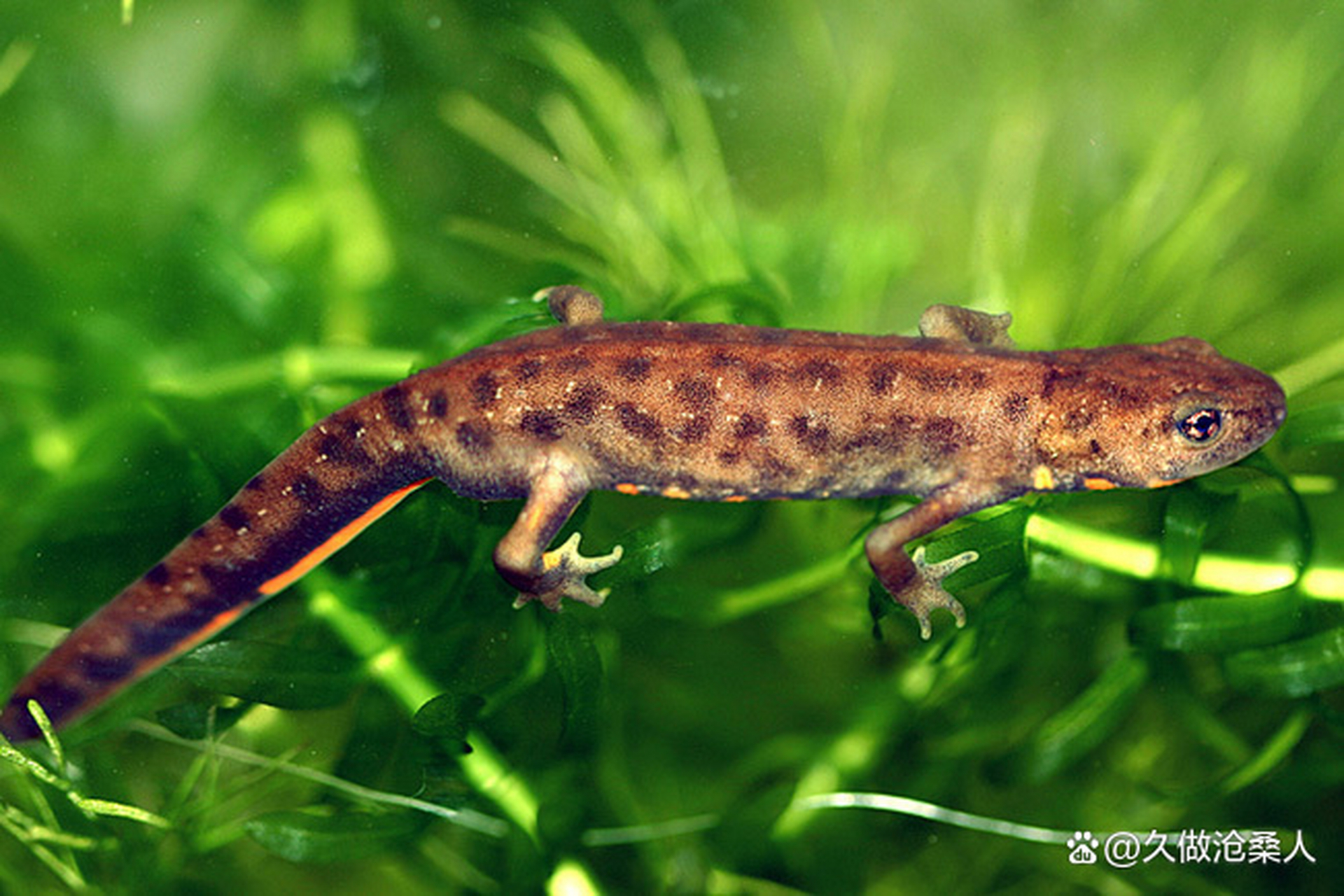 蝾螈是一种具有可爱外表和特殊生态价值的两栖动物.