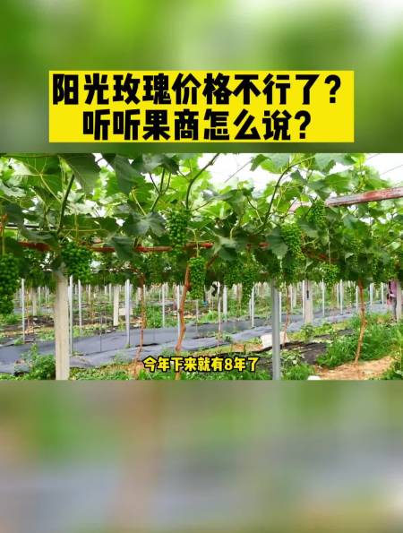 陽光玫瑰價格不行了?聽聽果商怎麼說?三農助農果樹管理-度小視