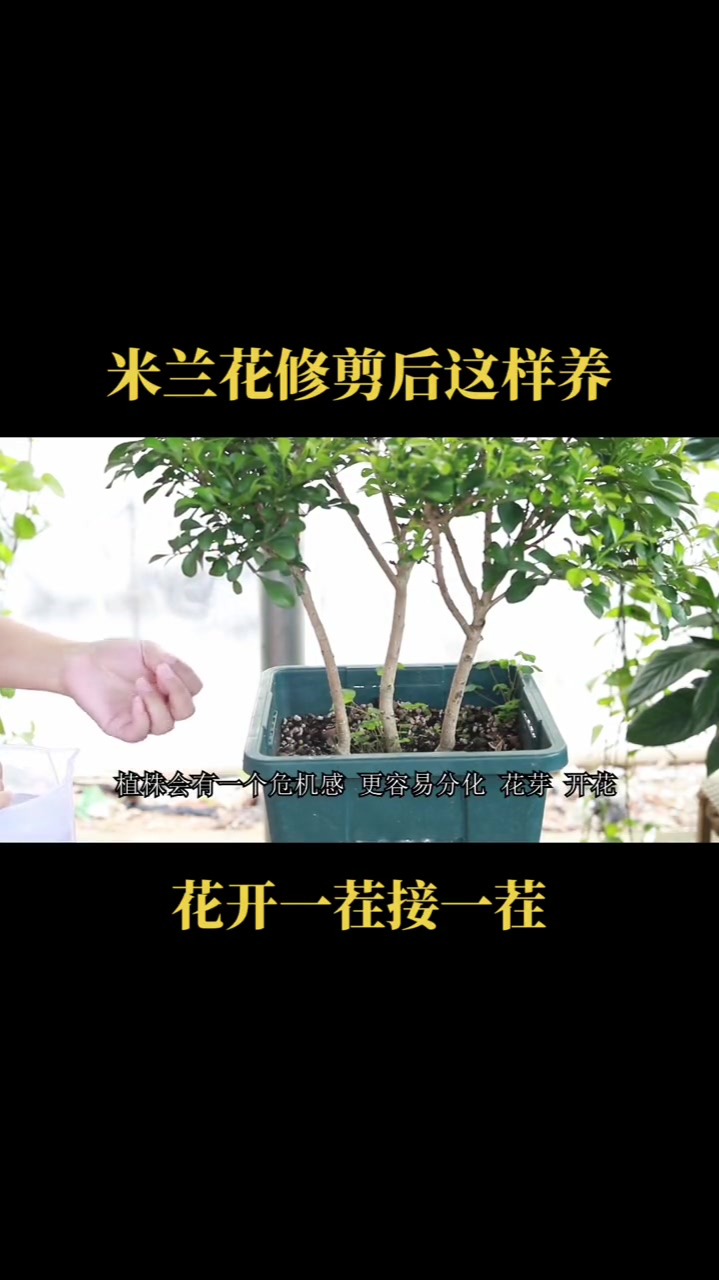 米兰花修剪后,学会这样养,花开一茬接一茬-度小视