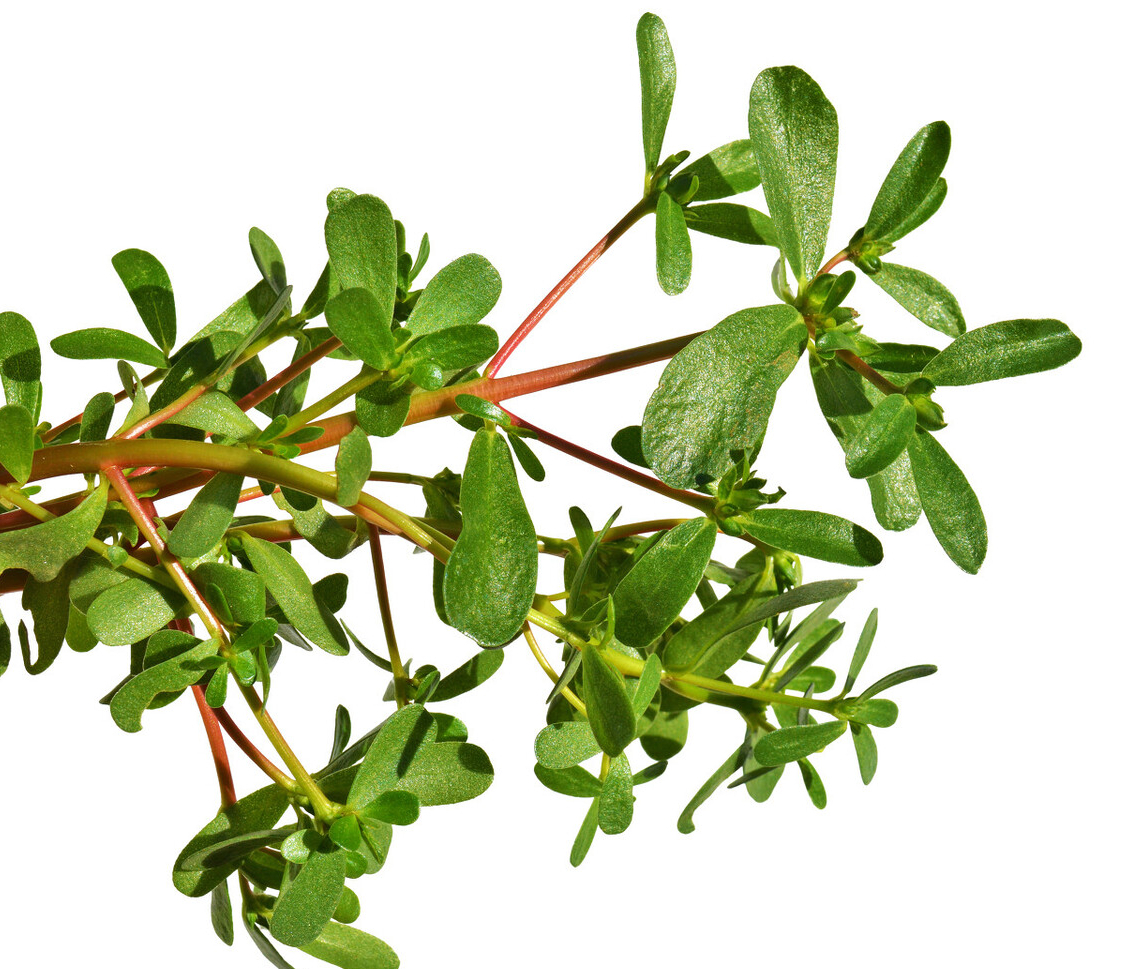 "马齿苋"是个宝,用来煮水喝,或能帮你解决5个问题,建议了解