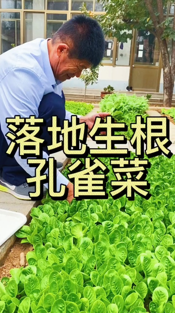 很多人问我什么菜是我的最爱我菜园都是它它发芽快生长快