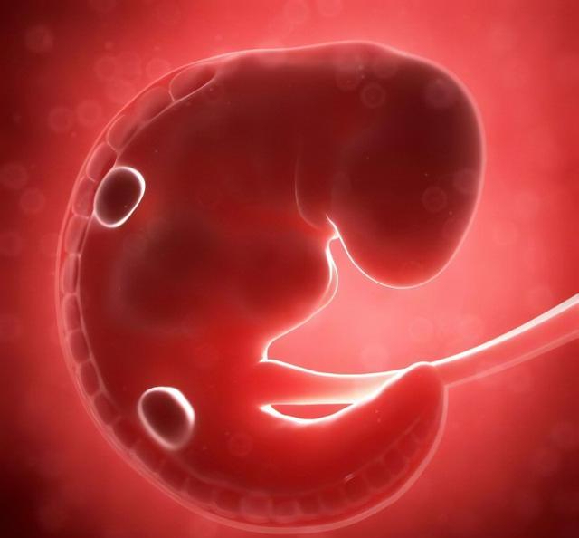 科学家成功将干细胞诱导发育为小鼠胚胎