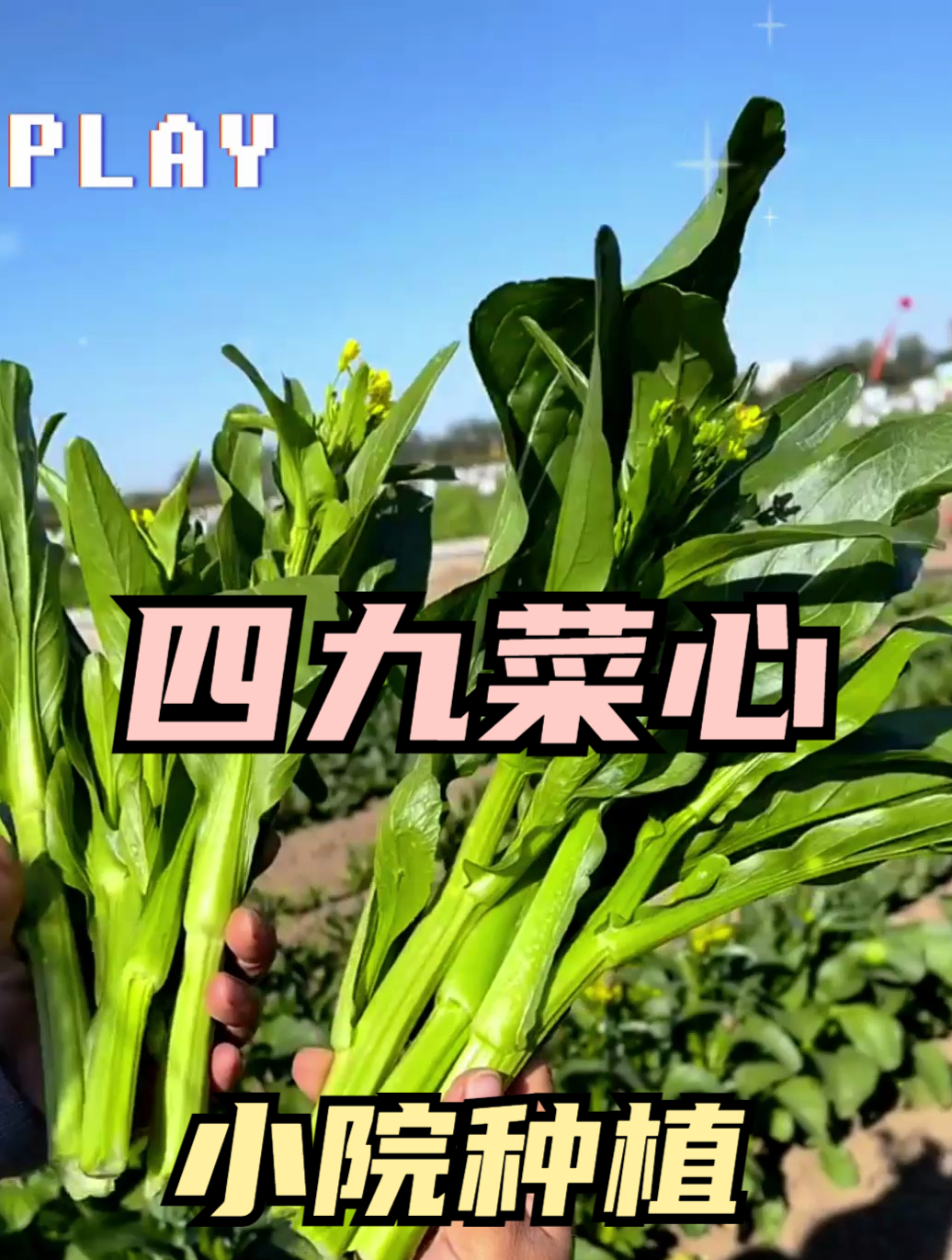 四九菜心 吃法图片