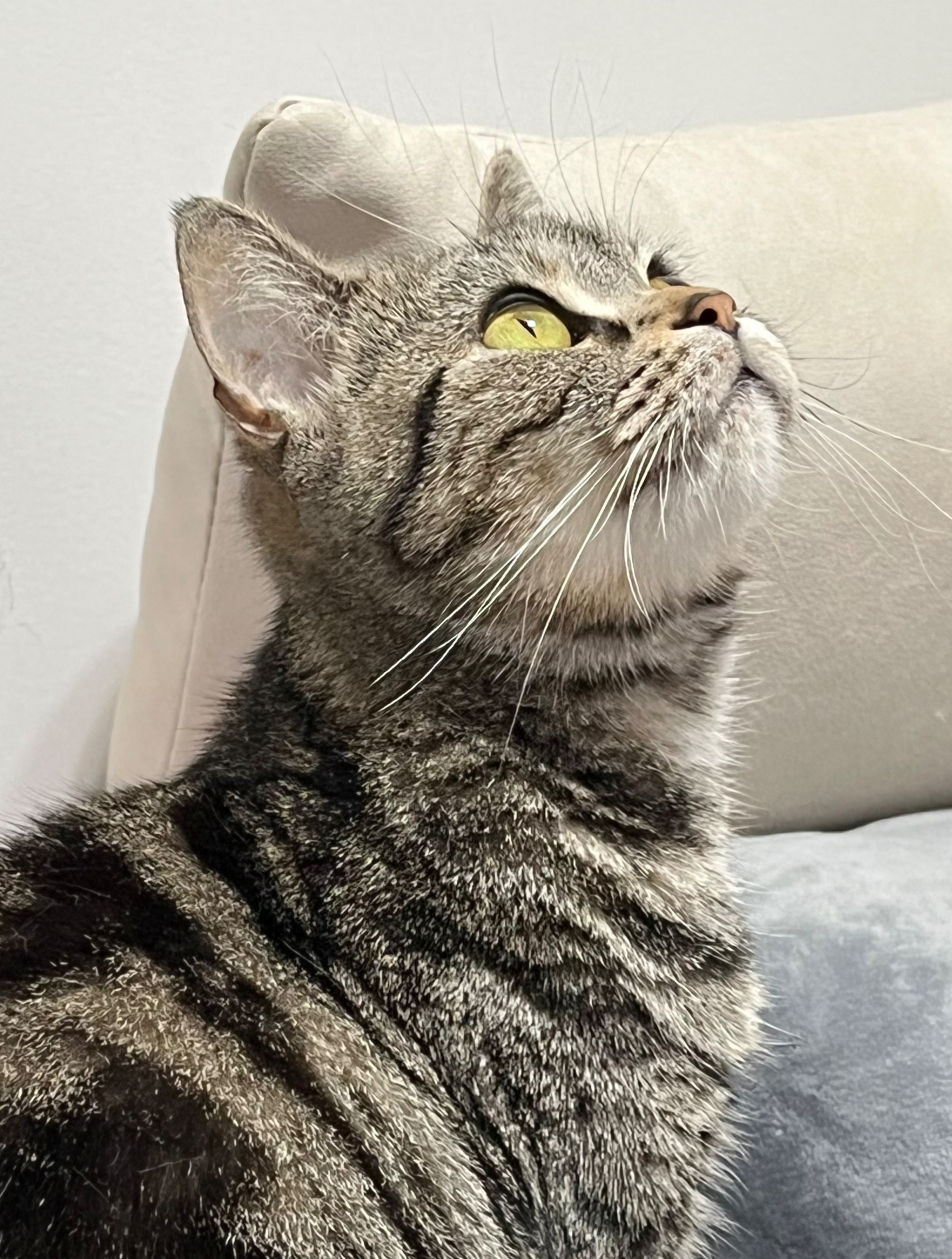 这样的猫咪侧颜真的很难不爱呀