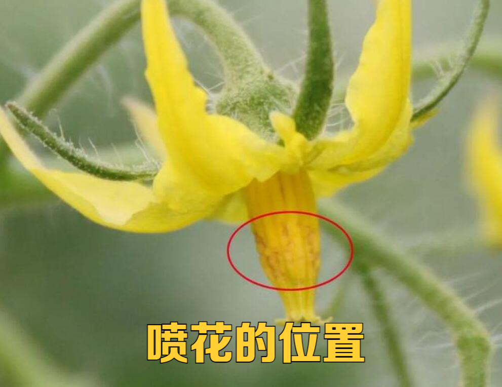 西红柿喷花,是人工授粉的一种方式,关键是什么时候喷,怎么喷?