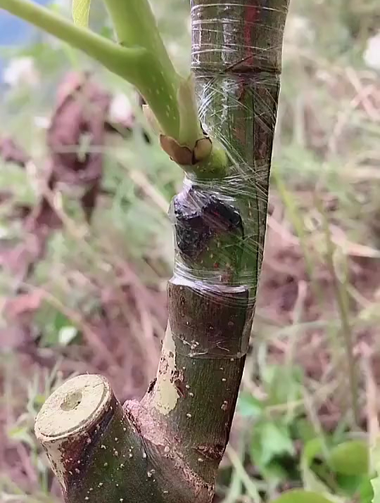 核桃树嫁接,简单又方便