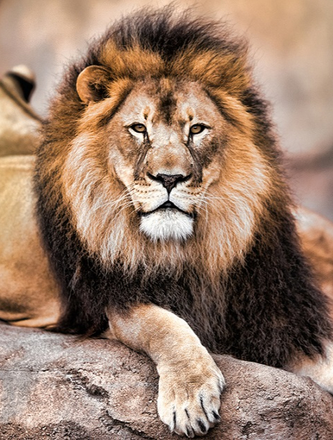 12只狮子包围花豹,数次试图逃脱被堵,速度之王惨死狮口1-度小视