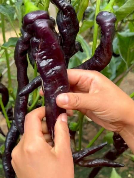 湖南特产"黑辣椒",亩产3000斤,种植不用授粉,北方人没吃过!-度小视