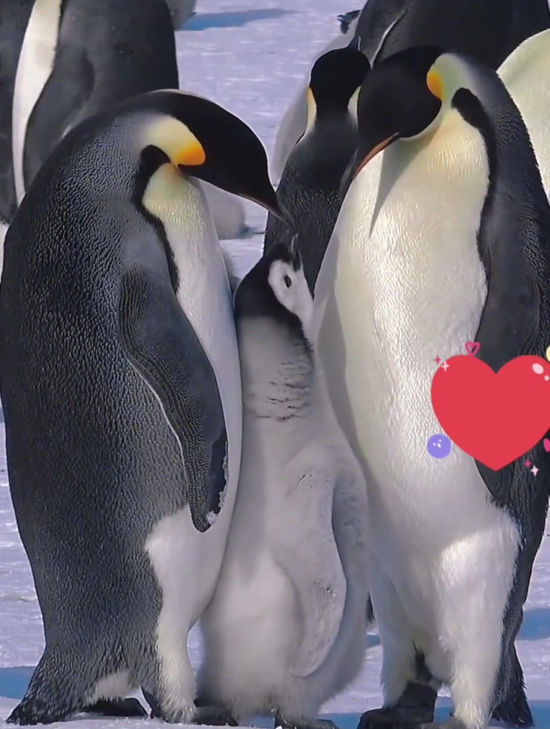 家庭地位一目了然!帝企鹅一家三口的家庭现状