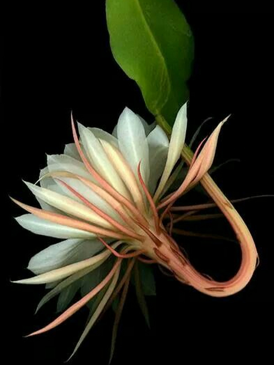 昙花一现,美过就行,不要在意什么短暂的过眼云烟