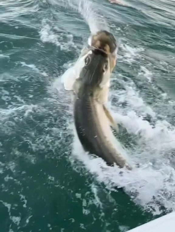 钓鱼的快乐你不懂,海钓白条,洗腮界的王者