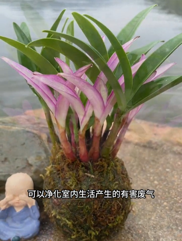 植物医生石斛兰,特点是容易种植,比传统兰花更受欢迎