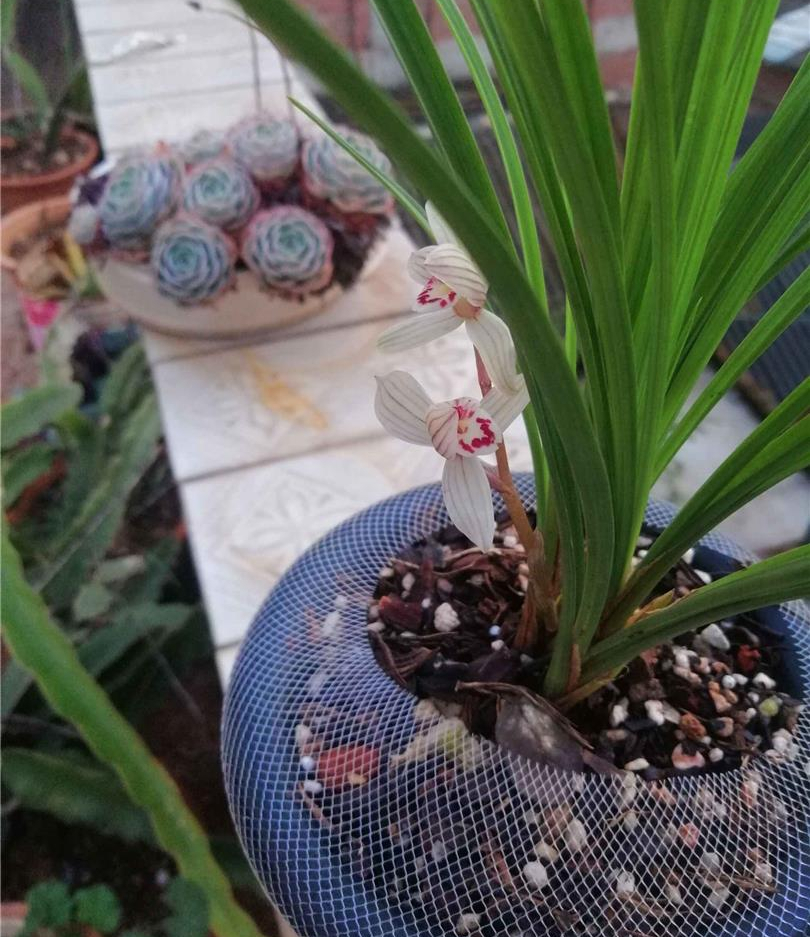 —双喜荷,一杆双花,玲珑秀美,香气怡人
