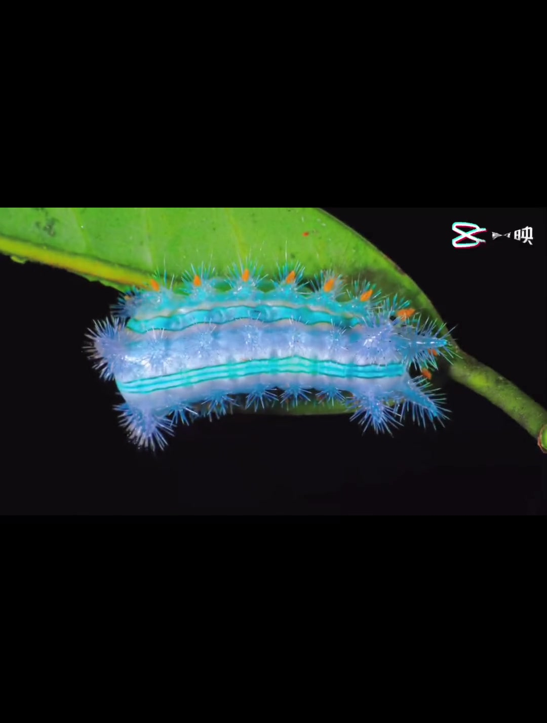 最近拍摄的各种刺蛾幼虫 很漂亮的一类幼虫 刺蛾幼虫 微观世界