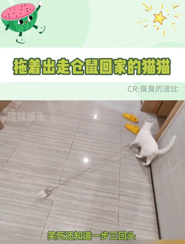 猫猫:我带的是可是我的清白啊!