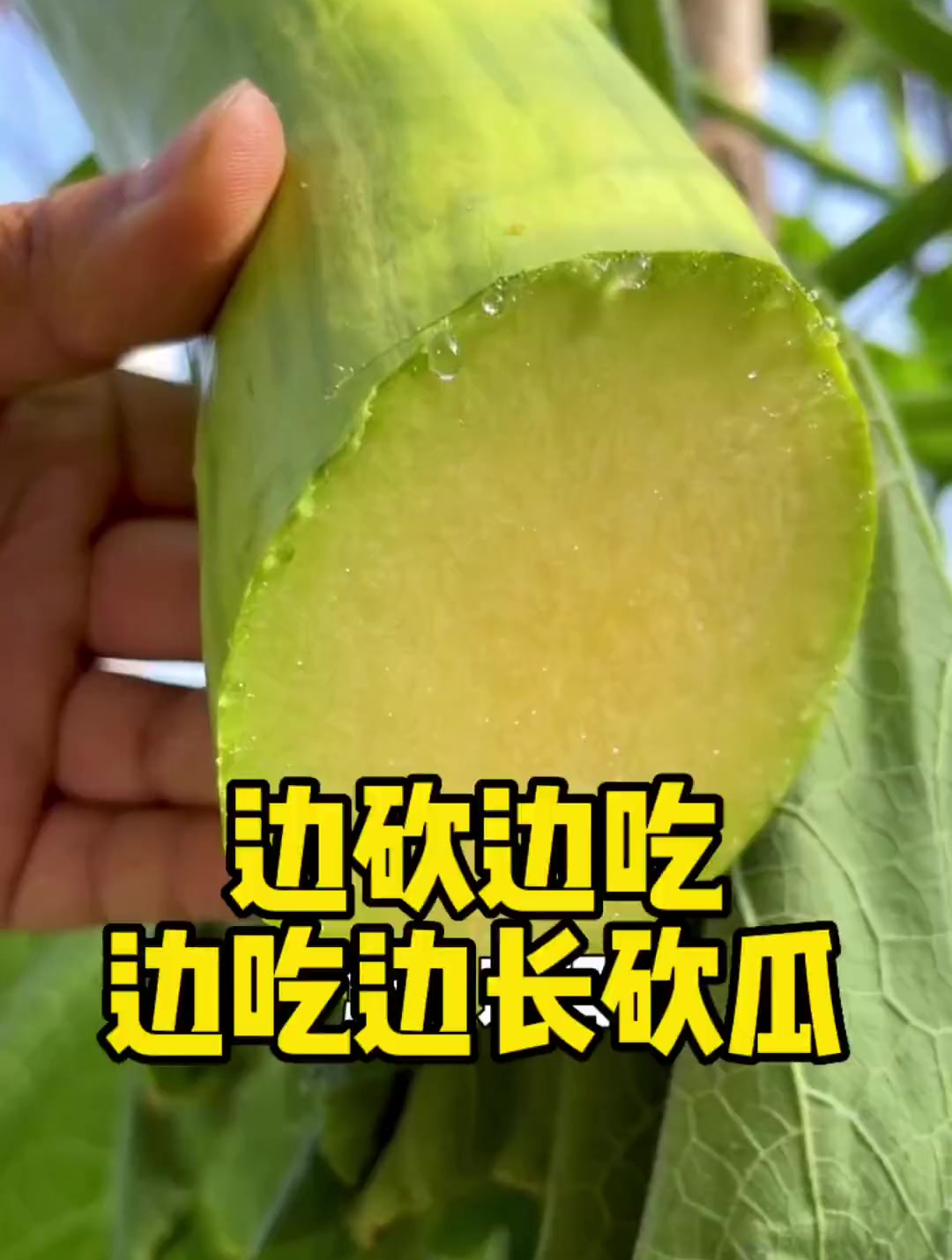 想吃多少砍多少的砍瓜,砍完还能继续长,夏天也能种