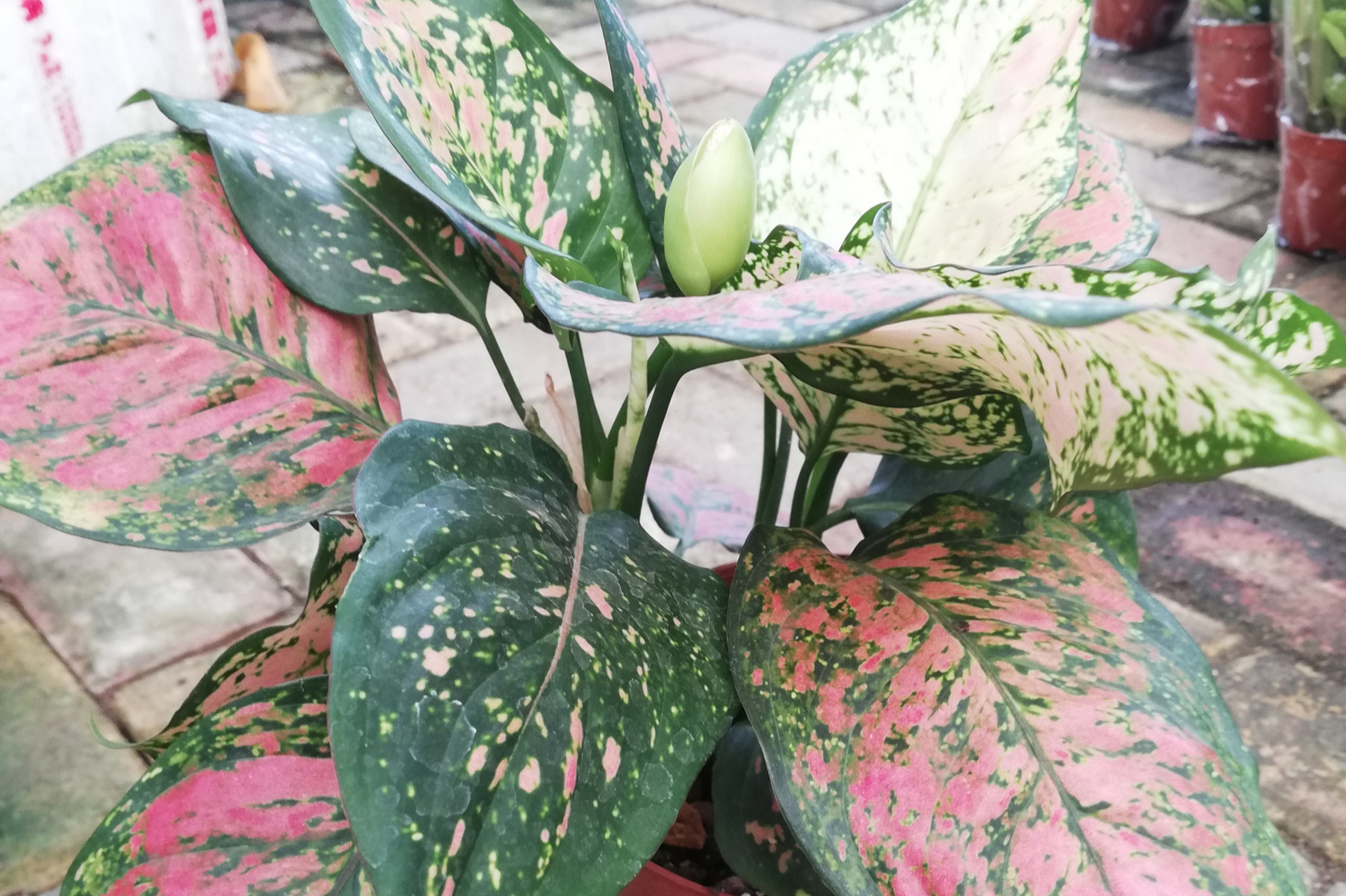 万年青是一种常见的观叶植物,叶片翠绿鲜艳,形状多样.