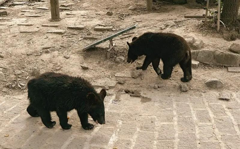 1992年7月9日早上,山西省長治市某動物園內,黑熊館飼養員小李提著裝滿