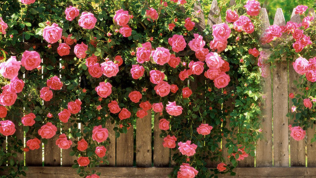 戈黛娃:裸身骑马的贵族夫人