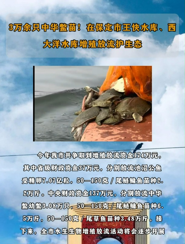 3万余只中华鳖苗!在保定市王快水库,西大洋水库增殖放流护生态-度小视
