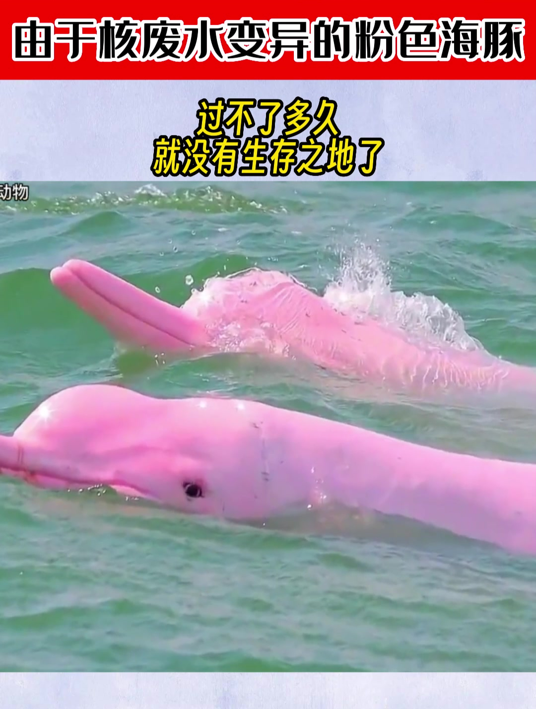 由于核废水变异的粉色海豚,过不了多久,就没有生存之地了-度小视