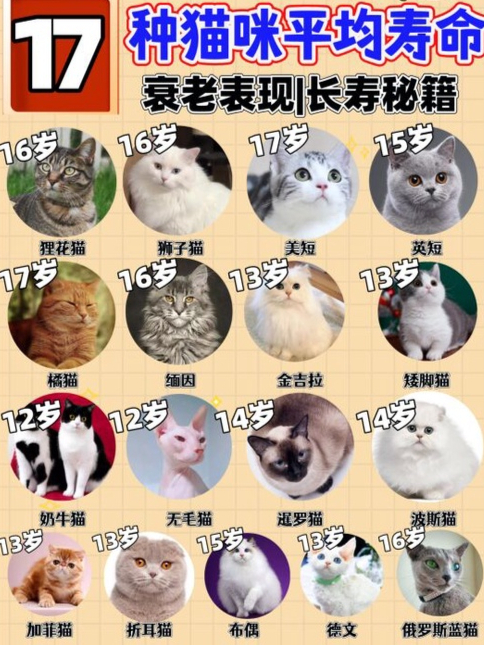 猫一般可以活多久:这是你应该知道的猫咪寿命知识