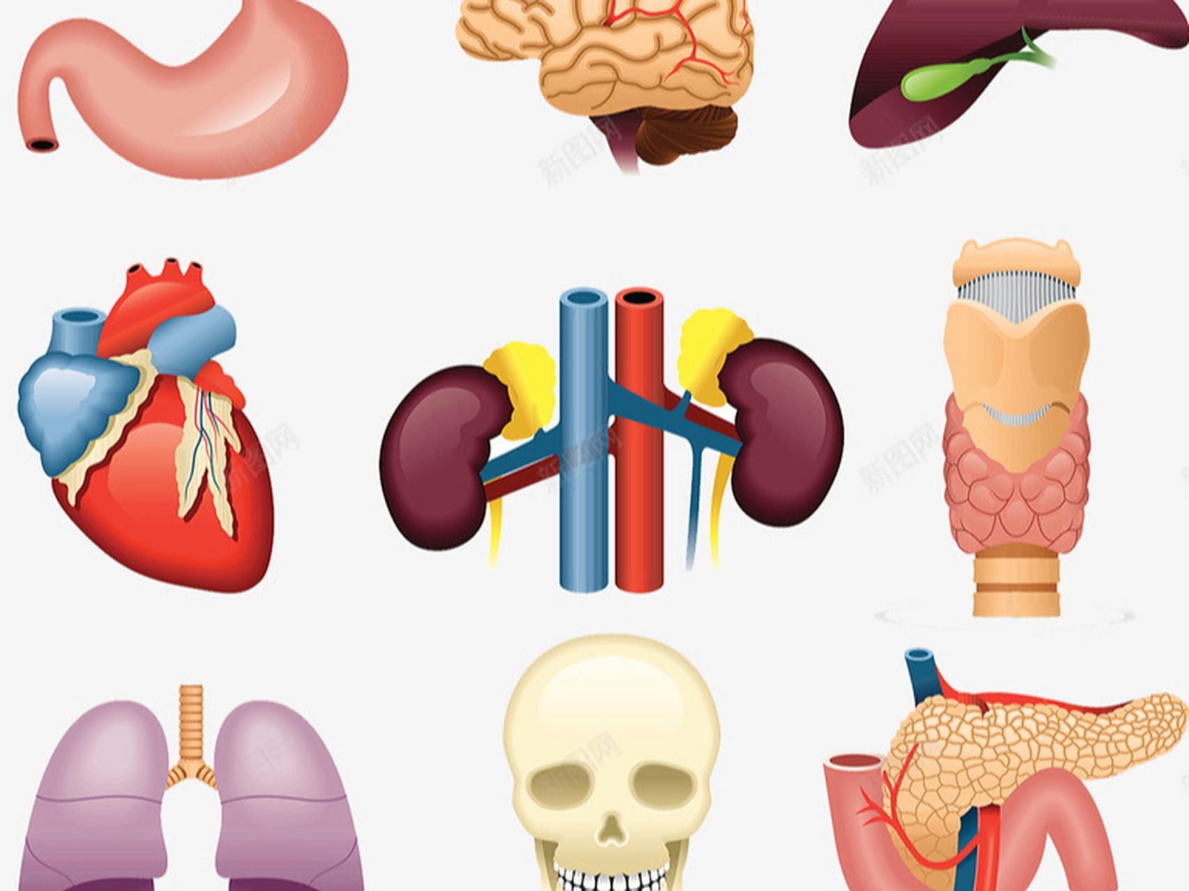 身体的八大器官都害怕什么,你不会还在伤害它们吧 1.