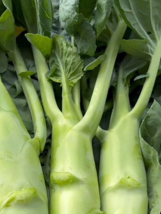 长得比胳膊还粗的"鸡腿芥蓝"想要高产,需要掌握这个小技巧!