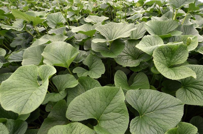 不知道你吃过几种?现在买真不便宜